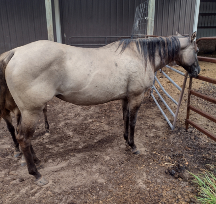 HorseID: 2286458 JAZ PRAIRIE SAGE - PhotoID: 1084278