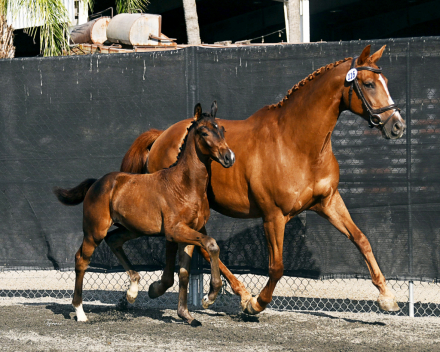 HorseID: 2287292 Valère - PhotoID: 1064472