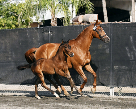 HorseID: 2287292 Valère - PhotoID: 1064473