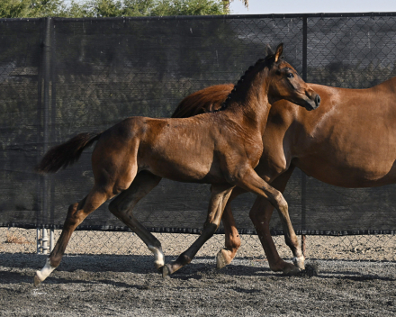 HorseID: 2287292 Valère - PhotoID: 1064474