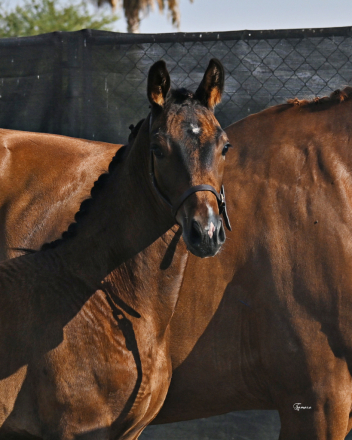 HorseID: 2287292 Valère - PhotoID: 1076382