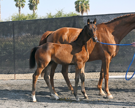 HorseID: 2287292 Valère - PhotoID: 1076383