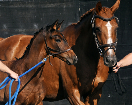 HorseID: 2287292 Valère - PhotoID: 1076384