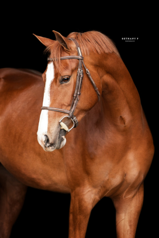 HorseID: 2287534 Lena - PhotoID: 1084350