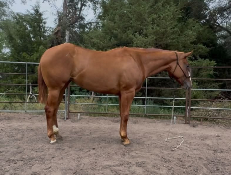 HorseID: 2287959 Shesthebestimpulse - PhotoID: 1106543