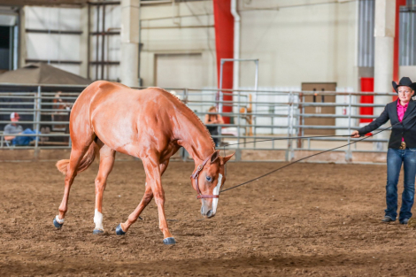 HorseID: 2287959 Shesthebestimpulse - PhotoID: 1106544