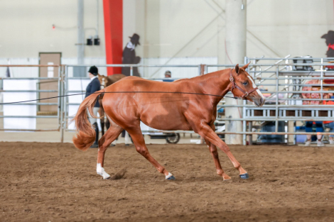 HorseID: 2287959 Shesthebestimpulse - PhotoID: 1106545
