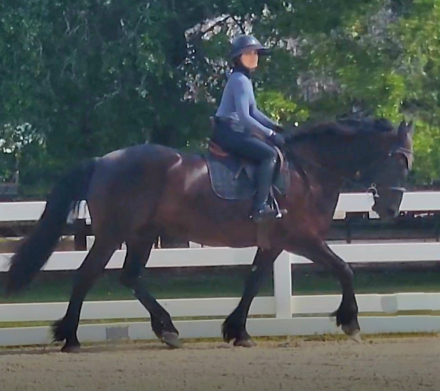 HorseID: 2288062 Remington Chayce - PhotoID: 1105778
