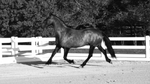 HorseID: 2288062 Remington Chayce - PhotoID: 1105779