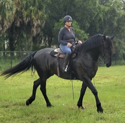 HorseID: 2288062 Remington Chayce - PhotoID: 1105780