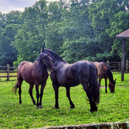 HorseID: 2288062 Remington Chayce - PhotoID: 1105781