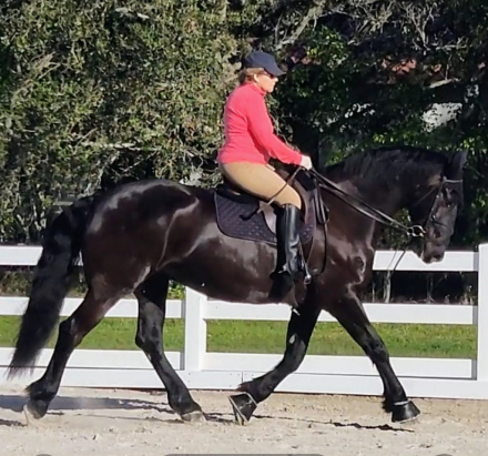 HorseID: 2288062 Remington Chayce - PhotoID: 1105782
