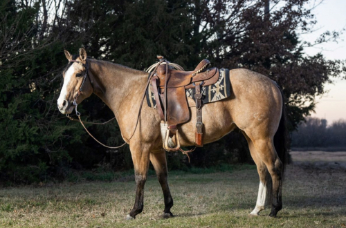 HorseID: 2289538 MH DUAL FROSTED CASH - PhotoID: 1084620