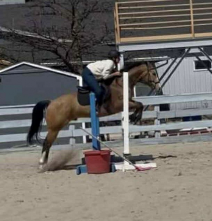 HorseID: 2289538 MH DUAL FROSTED CASH - PhotoID: 1084622