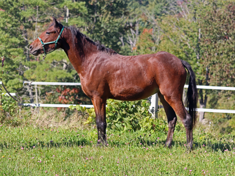 Horse