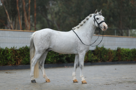 HorseID: 2289598 Spirit - PhotoID: 1067564