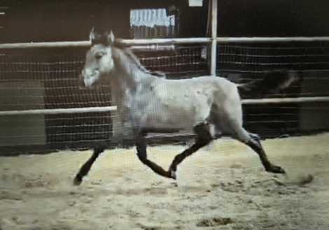 HorseID: 2290341 Rancho del Lago 2025 colts - PhotoID: 1096456