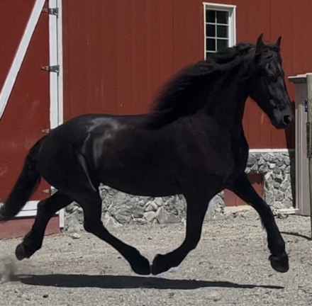 HorseID: 2291167 Hinke Kula - PhotoID: 1076646