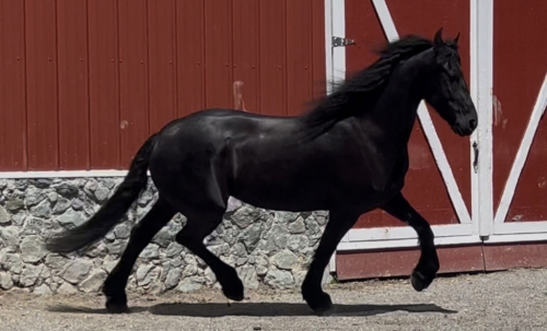 HorseID: 2291167 Hinke Kula - PhotoID: 1083812