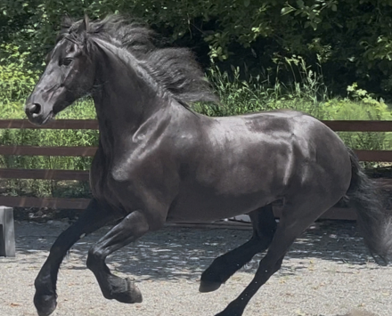 HorseID: 2291167 Hinke Kula - PhotoID: 1083813