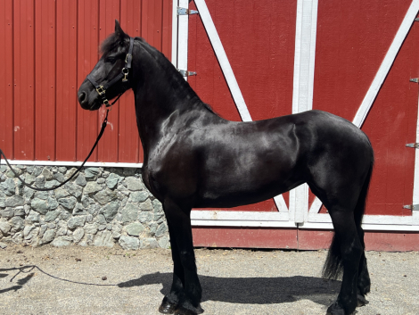 HorseID: 2291167 Hinke Kula - PhotoID: 1083814