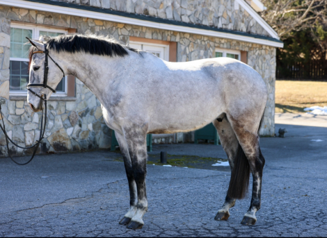 HorseID: 2291258 Monet - PhotoID: 1084497