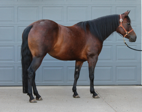 HorseID: 2291275 MyFreckles R Shining - PhotoID: 1083350