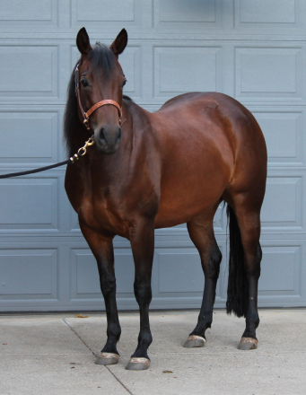 HorseID: 2291275 MyFreckles R Shining - PhotoID: 1083351