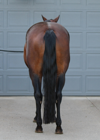 HorseID: 2291275 MyFreckles R Shining - PhotoID: 1083352