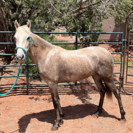 HorseID: 2291415 Paloma da Summerwind - PhotoID: 1095081