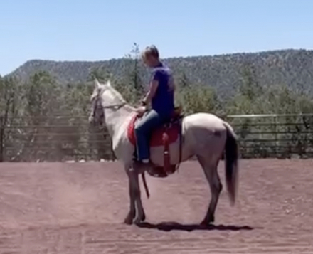 HorseID: 2291415 Paloma da Summerwind - PhotoID: 1095083