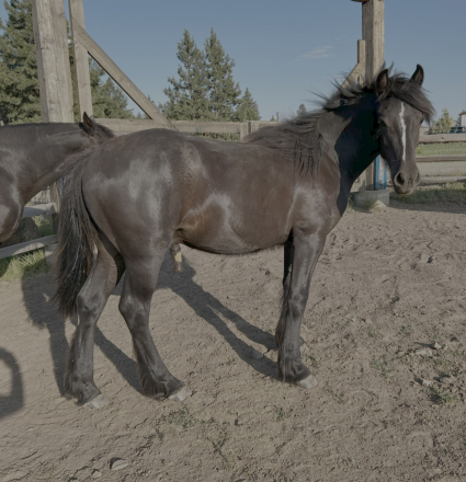 HorseID: 2291480 Duke - PhotoID: 1085500