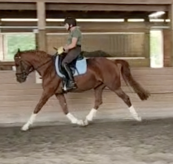 HorseID: 2291806 Sunnomma - PhotoID: 1070462