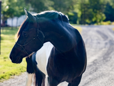 HorseID: 2292200 Cyrus - PhotoID: 1082806