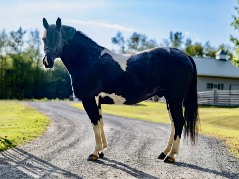 HorseID: 2292200 Cyrus - PhotoID: 1082807