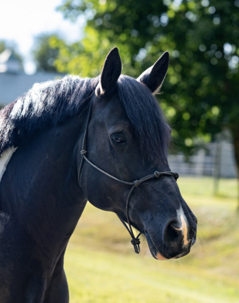 HorseID: 2292200 Cyrus - PhotoID: 1082808