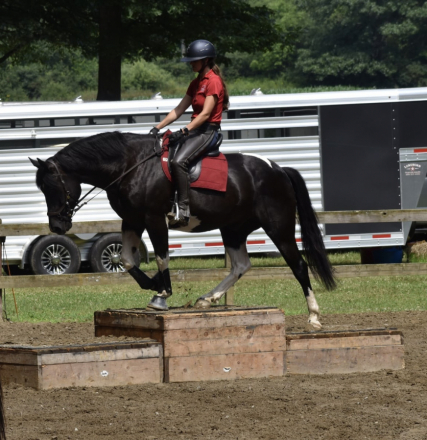 HorseID: 2292200 Cyrus - PhotoID: 1082810