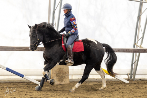 HorseID: 2292200 Cyrus - PhotoID: 1082811