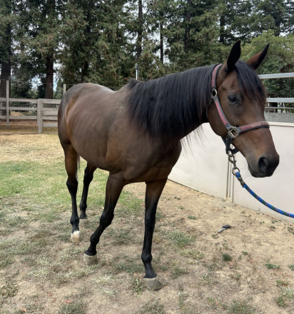 HorseID: 2292202 Sugar on Top - PhotoID: 1085467