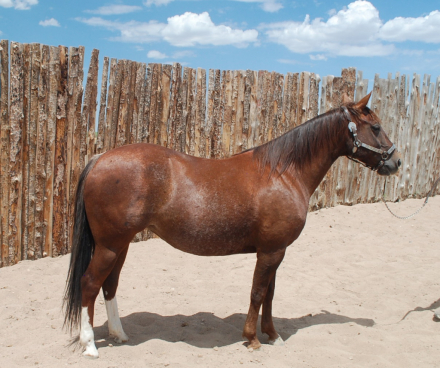 HorseID: 2292460 Pastels Play Smart - PhotoID: 1071231