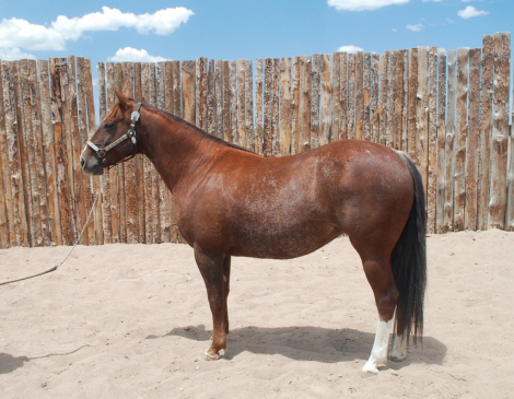 HorseID: 2292460 Pastels Play Smart - PhotoID: 1071232