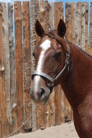 HorseID: 2292460 Pastels Play Smart - PhotoID: 1071233