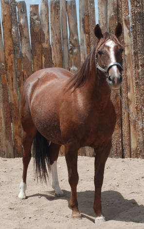 HorseID: 2292460 Pastels Play Smart - PhotoID: 1106819