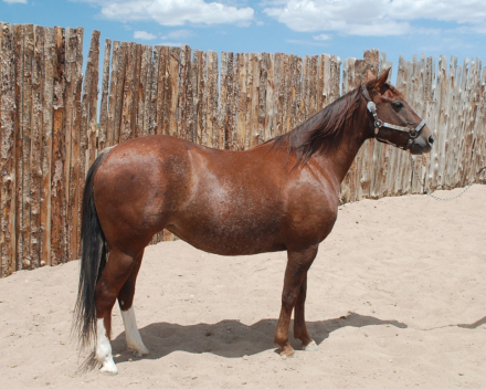 HorseID: 2292460 Pastels Play Smart - PhotoID: 1106820