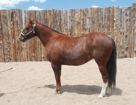 HorseID: 2292460 Pastels Play Smart - PhotoID: 1106821