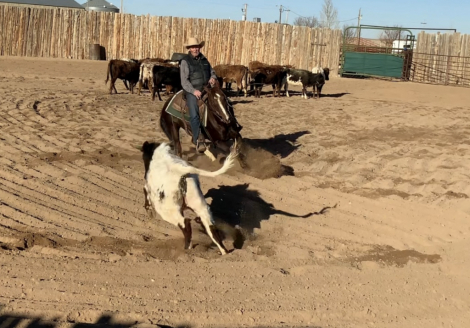 HorseID: 2292460 Pastels Play Smart - PhotoID: 1106824