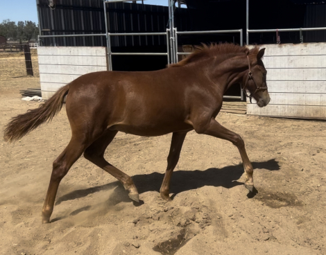 HorseID: 2292724 Rowan - PhotoID: 1071519