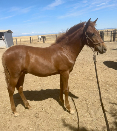 HorseID: 2292724 Rowan - PhotoID: 1071520