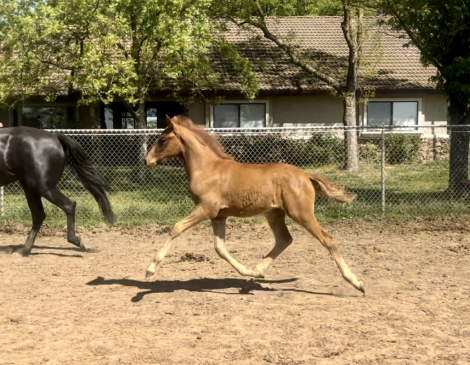 HorseID: 2292724 Rowan - PhotoID: 1071521