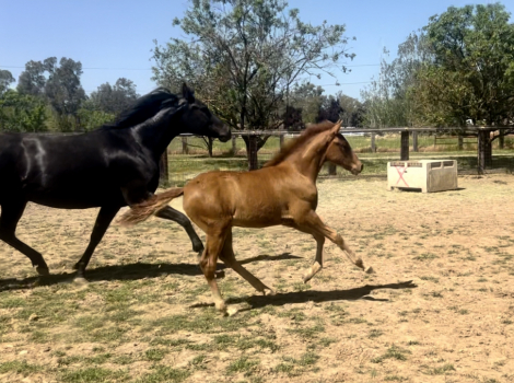 HorseID: 2292724 Rowan - PhotoID: 1071522